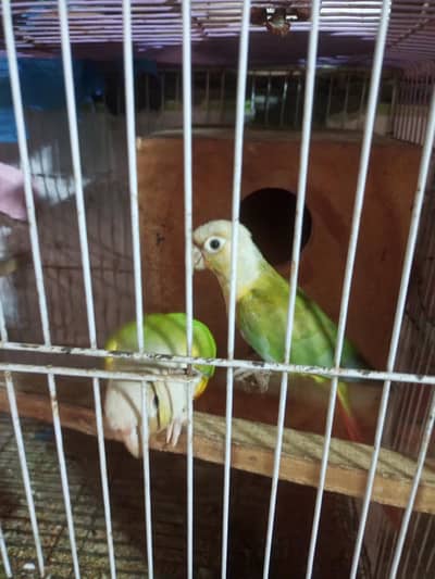 pineapple conure pair . . 1. . 6 manth ka chicks