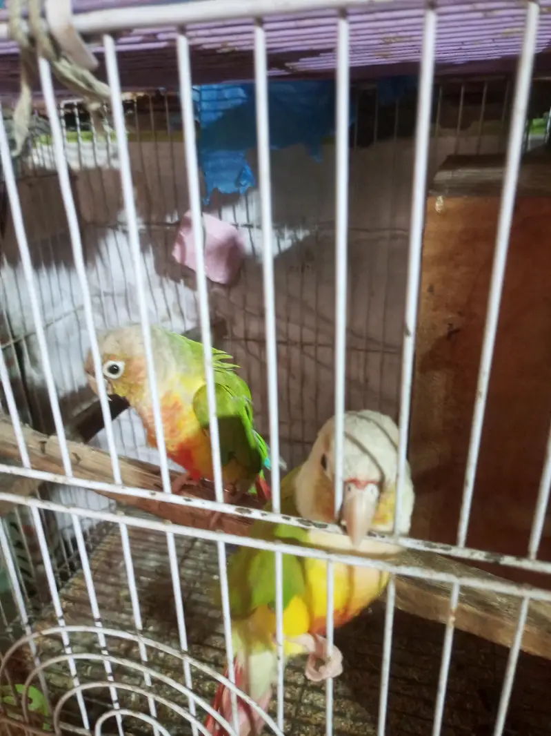 pineapple conure pair . . 1. . 6 manth ka chicks — photo 2