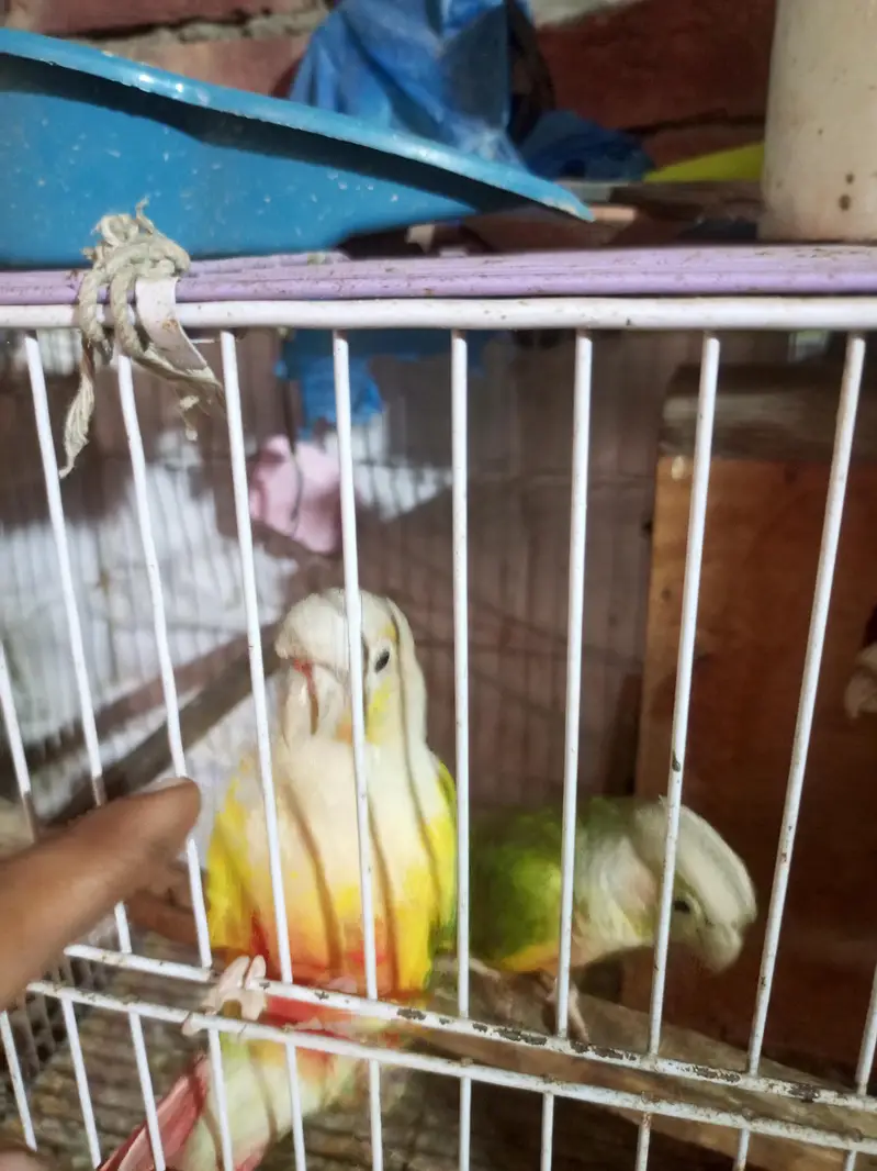 pineapple conure pair . . 1. . 6 manth ka chicks — photo 3