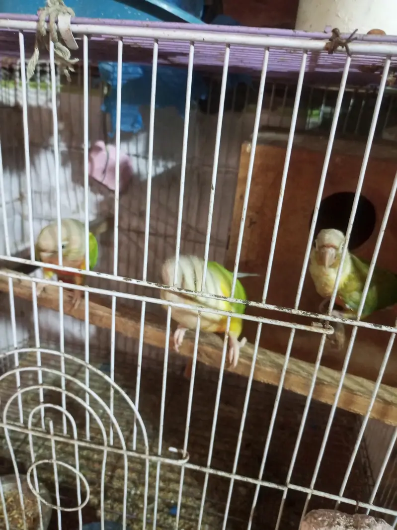 pineapple conure pair . . 1. . 6 manth ka chicks — photo 4
