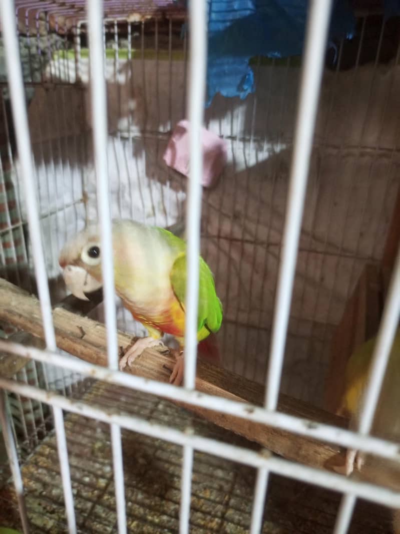 pineapple conure pair . 3