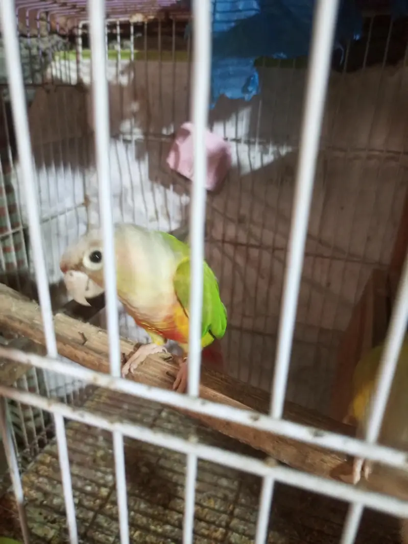pineapple conure pair . . 1. . 6 manth ka chicks — photo 5