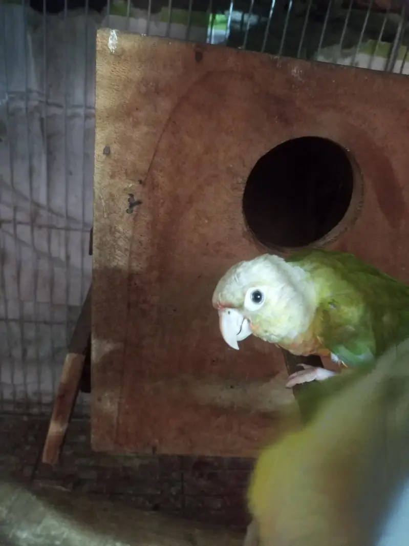 pineapple conure pair . . 1. . 6 manth ka chicks — photo 6