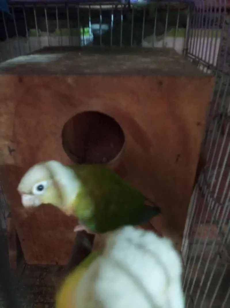 pineapple conure pair . . 1. . 6 manth ka chicks — photo 7