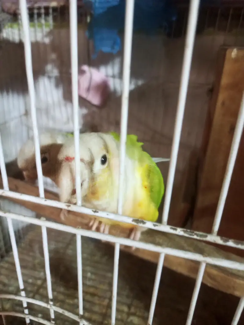 pineapple conure pair . . 1. . 6 manth ka chicks — photo 8