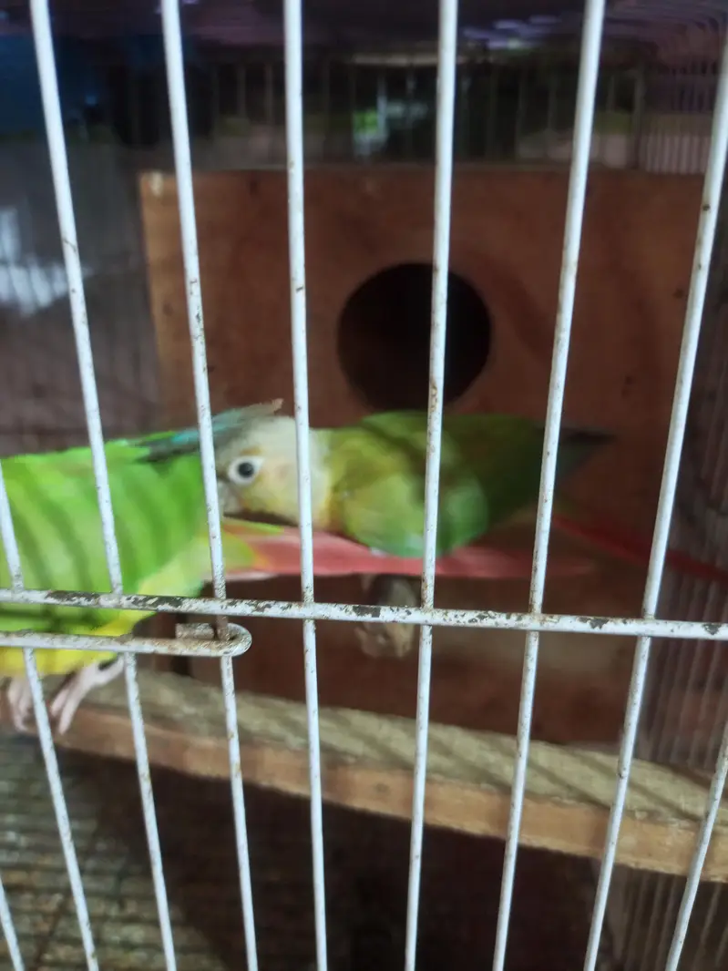 pineapple conure pair . . 1. . 6 manth ka chicks — photo 9