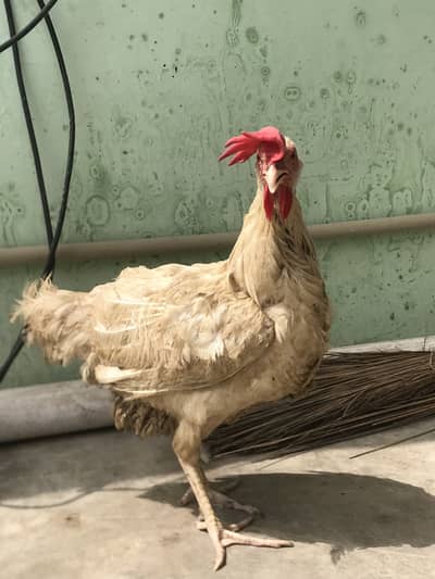 Farmi murgi urgent sale