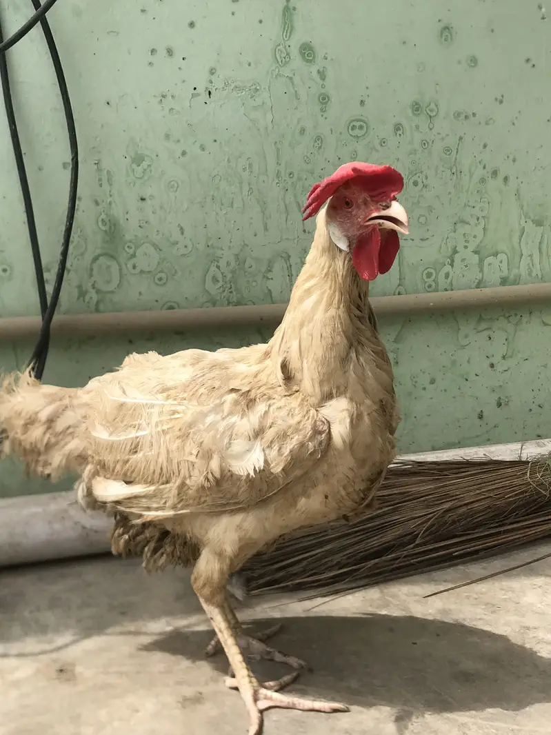 Farmi murgi urgent sale — photo 2