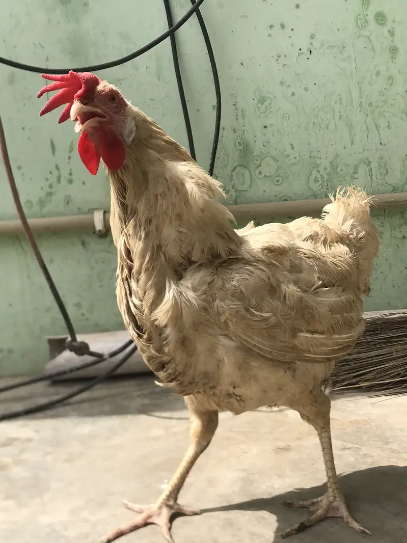 Farmi murgi urgent sale — photo 3