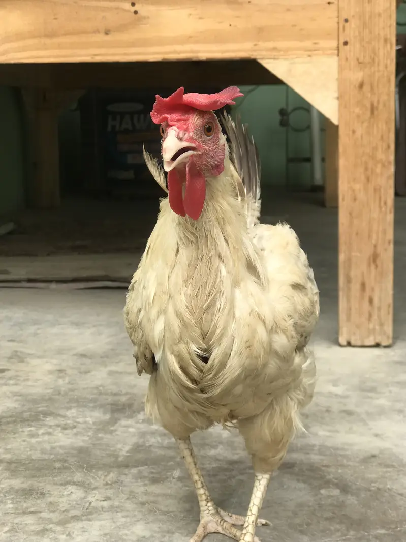 Farmi murgi urgent sale — photo 4