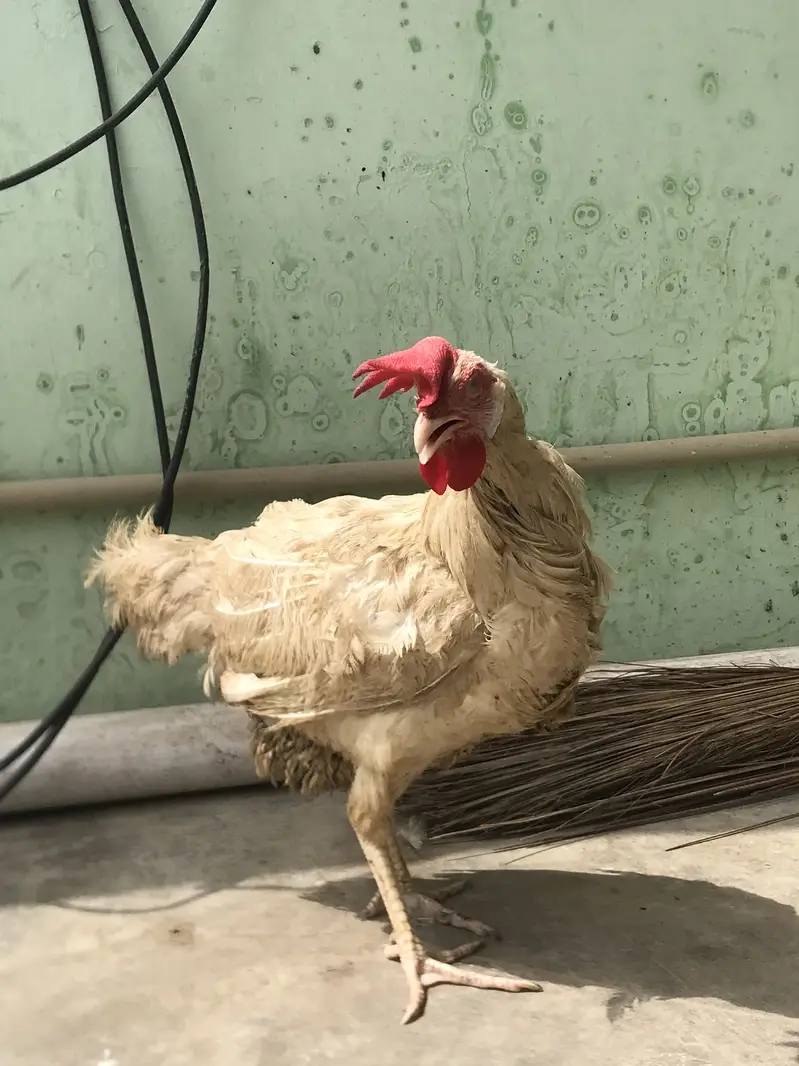 Farmi murgi urgent sale — photo 5