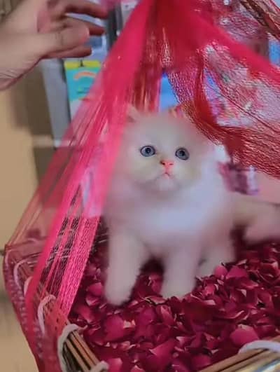 (Persian female kitten) (for sale all) (Pakistan delivery available)