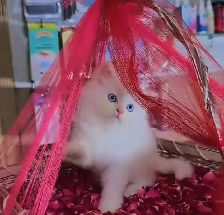 (Persian female kitten) (for sale all) (Pakistan delivery available) — photo 2