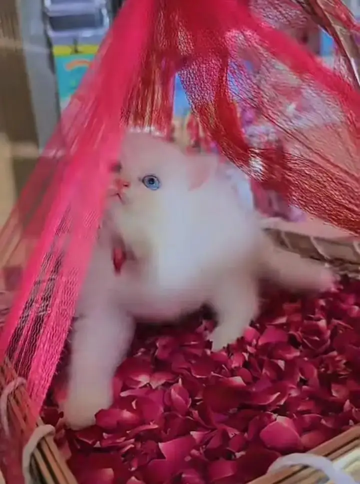 (Persian female kitten) (for sale all) (Pakistan delivery available) — photo 3