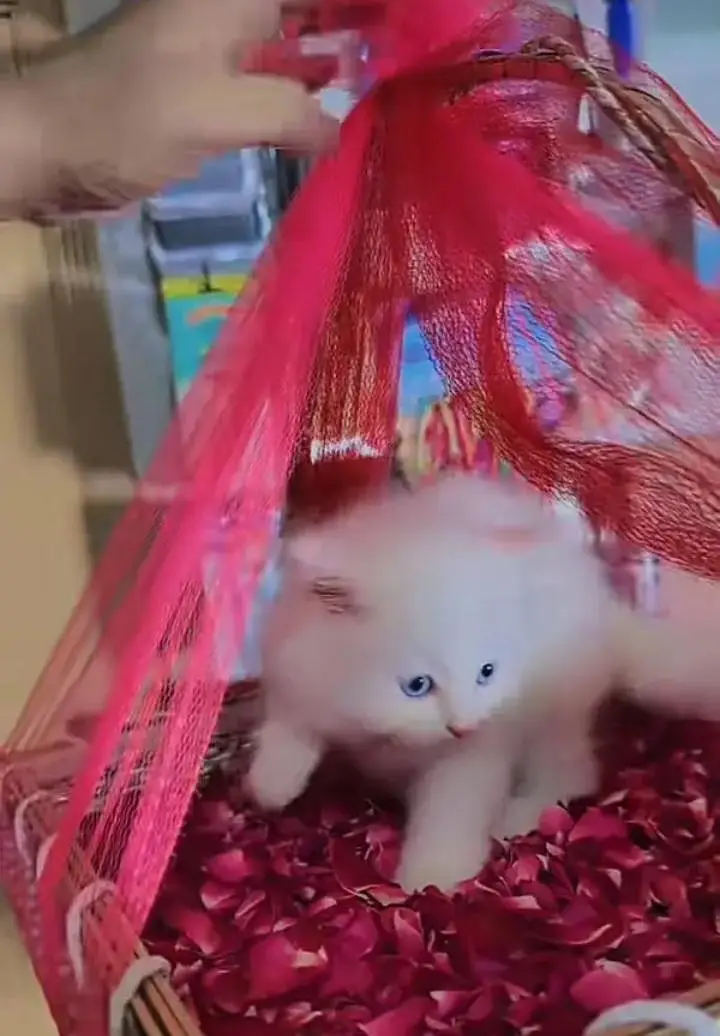 (Persian female kitten) (for sale all) (Pakistan delivery available) — photo 4