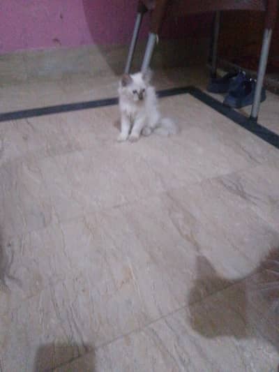 seriously buyers contact  2 female