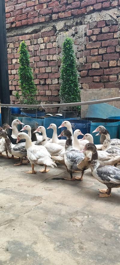 maskavi duck / White duck / low rate Duck