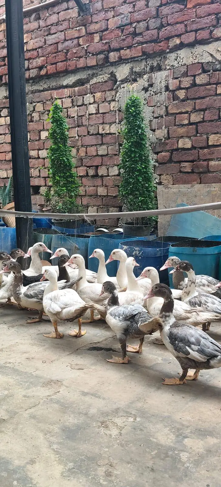 maskavi duck / White duck / low rate Duck — photo 2