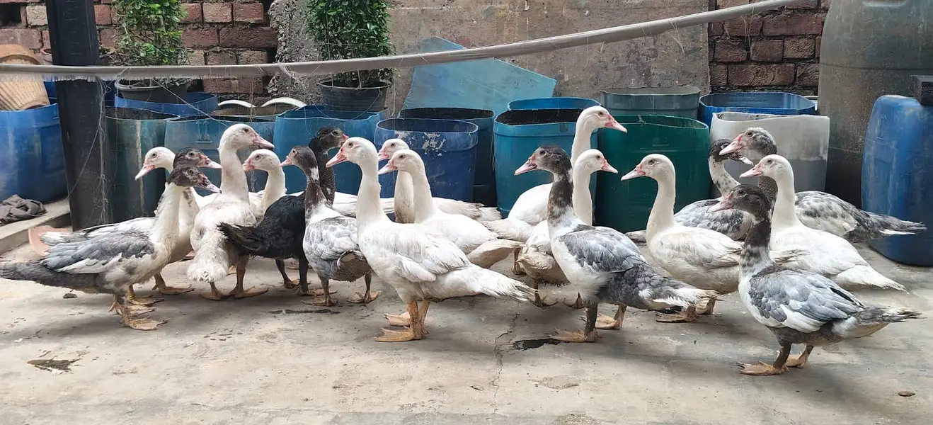 maskavi duck / White duck / low rate Duck — photo 3