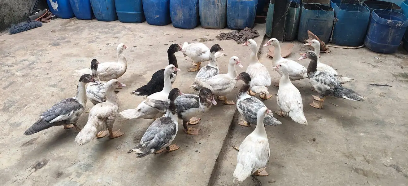 maskavi duck / White duck / low rate Duck — photo 4