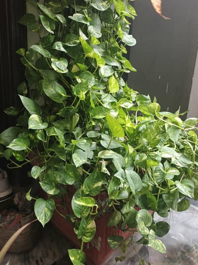 Huge Mature Money Plant  | Very Bushy & Fully Grown | Large Pothos