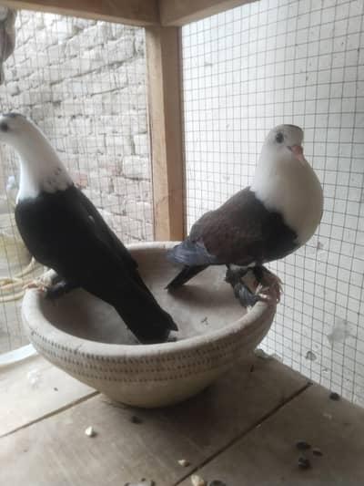 Black karblai peti bnd  Pair Abhi pthai hain