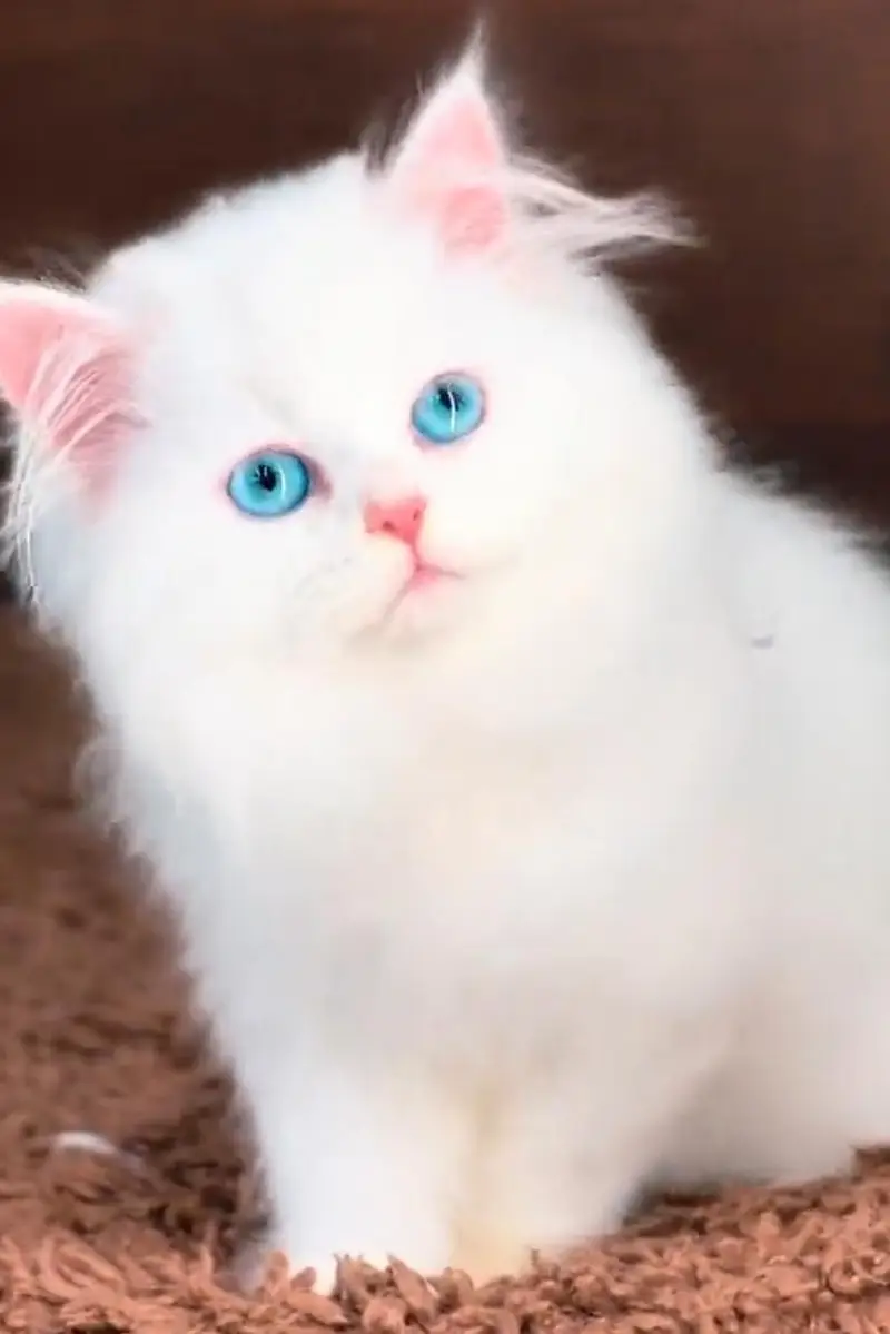 Persian cat  triple coat Punch face vaccinated letter train — photo 2