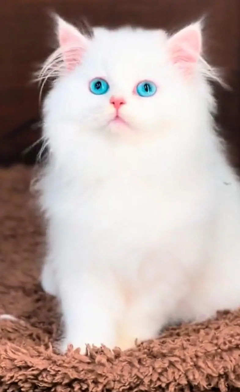 Persian cat  triple coat Punch face vaccinated letter train — photo 3