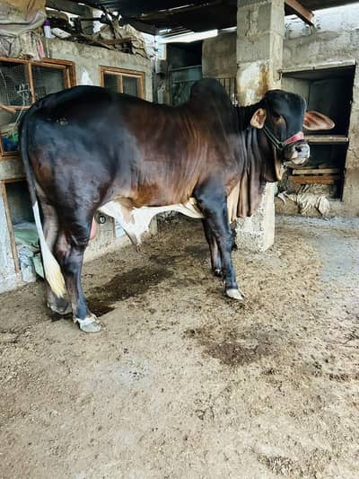 BRAHMAN KHEERA BACHRA