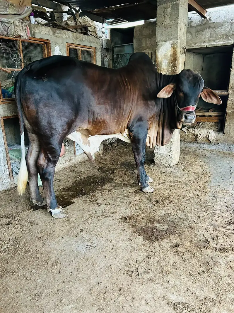 BRAHMAN KHEERA BACHRA — photo 2