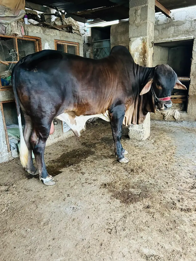 BRAHMAN KHEERA BACHRA — photo 3