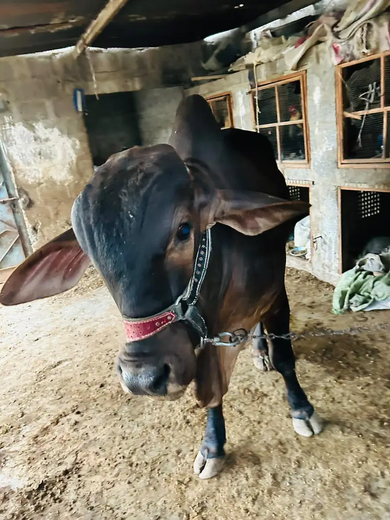 BRAHMAN KHEERA BACHRA — photo 4