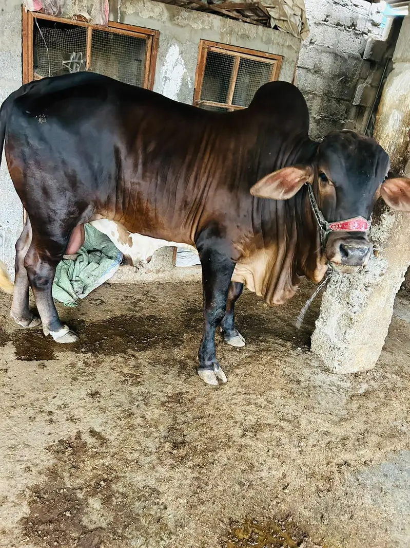 BRAHMAN KHEERA BACHRA — photo 5