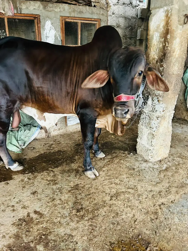 BRAHMAN KHEERA BACHRA — photo 6
