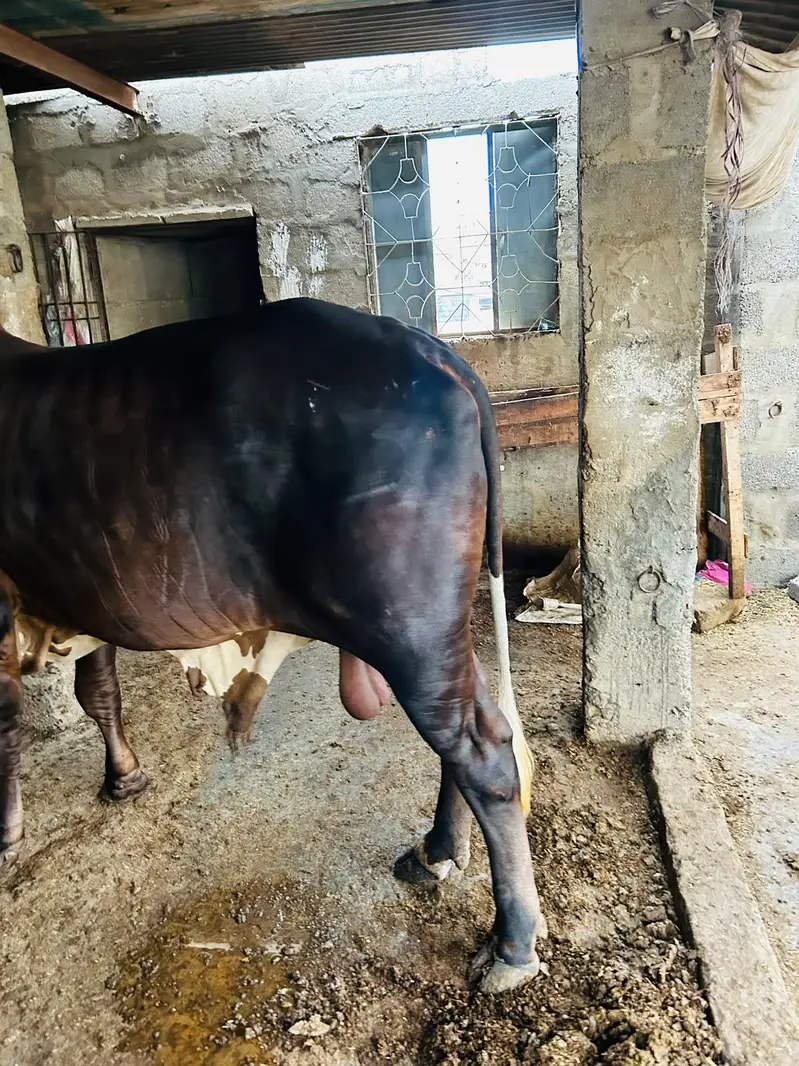 BRAHMAN KHEERA BACHRA — photo 7