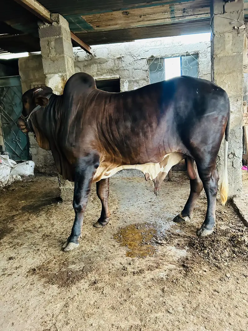 BRAHMAN KHEERA BACHRA — photo 8