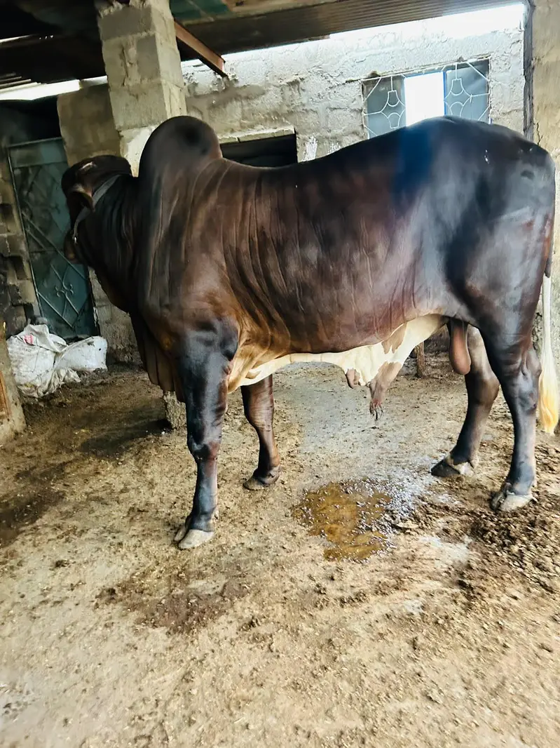 BRAHMAN KHEERA BACHRA — photo 9