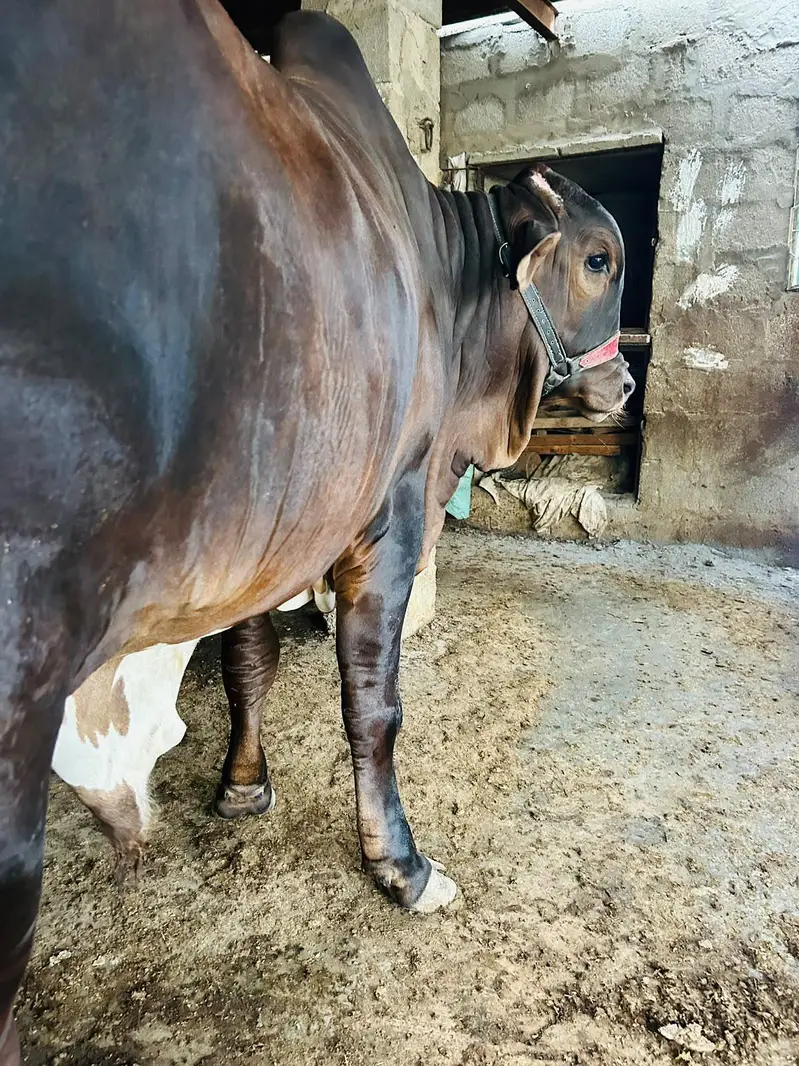 BRAHMAN KHEERA BACHRA — photo 10