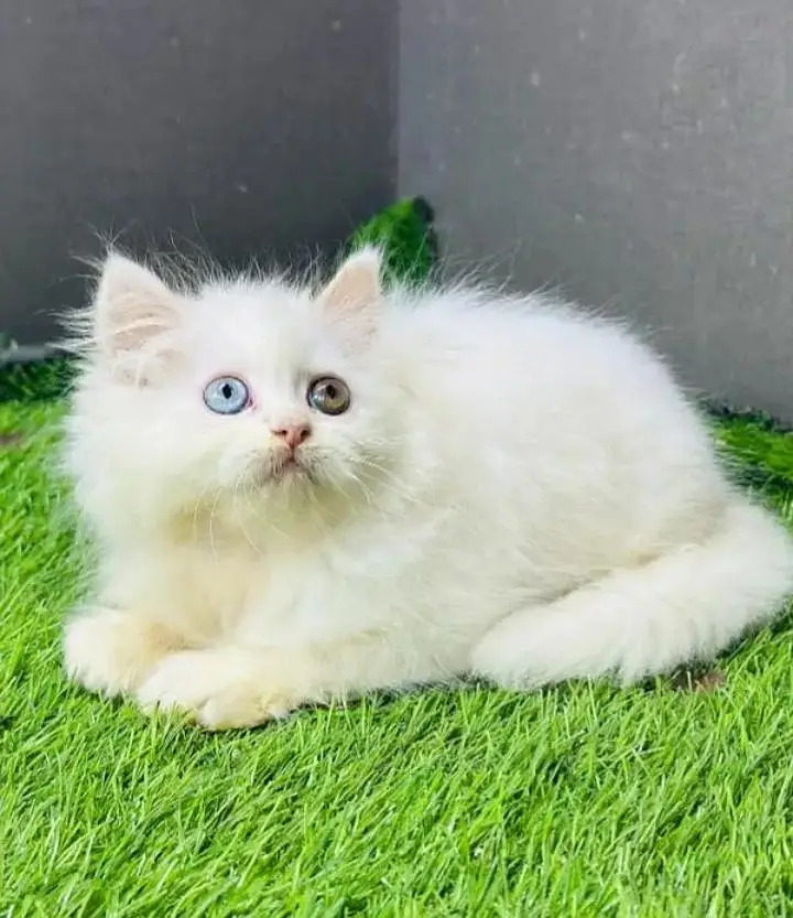 (Persian female kitten) (for sale all) (Pakistan delivery available) — photo 2