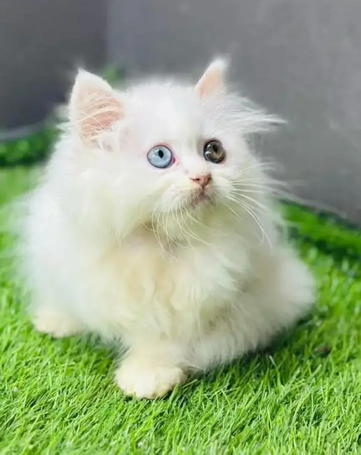 (Persian female kitten) (for sale all) (Pakistan delivery available) — photo 3