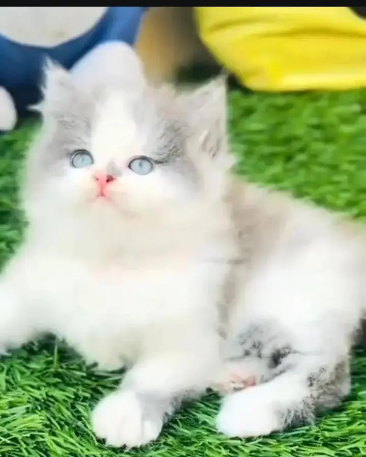 (Persian female kitten) (for sale all) (Pakistan delivery available) — photo 5
