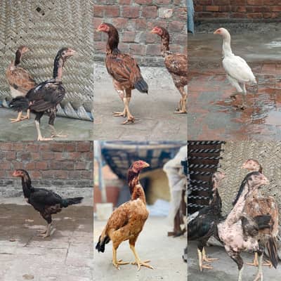 aseel female