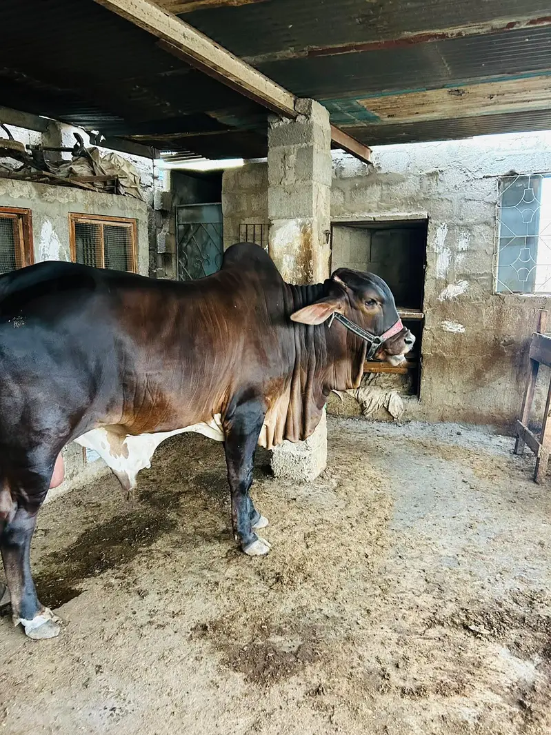 BRAHMAN KHEERA BACHRA — photo 11
