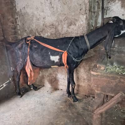 Desi bakri with 2 male