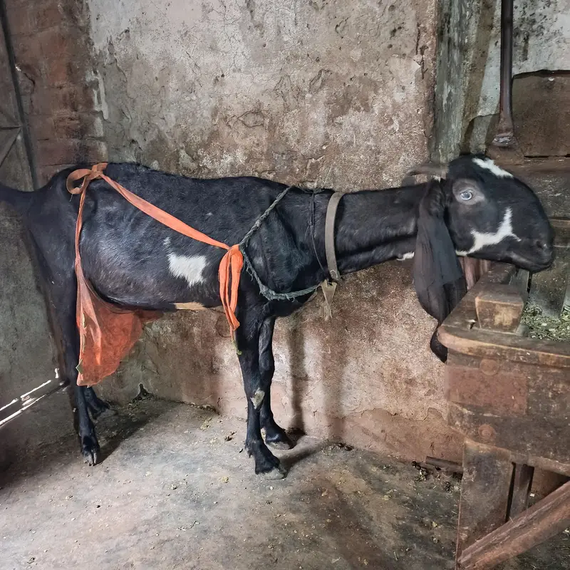 Desi bakri with 2 male — photo 2