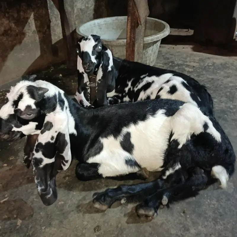 Desi bakri with 2 male — photo 3
