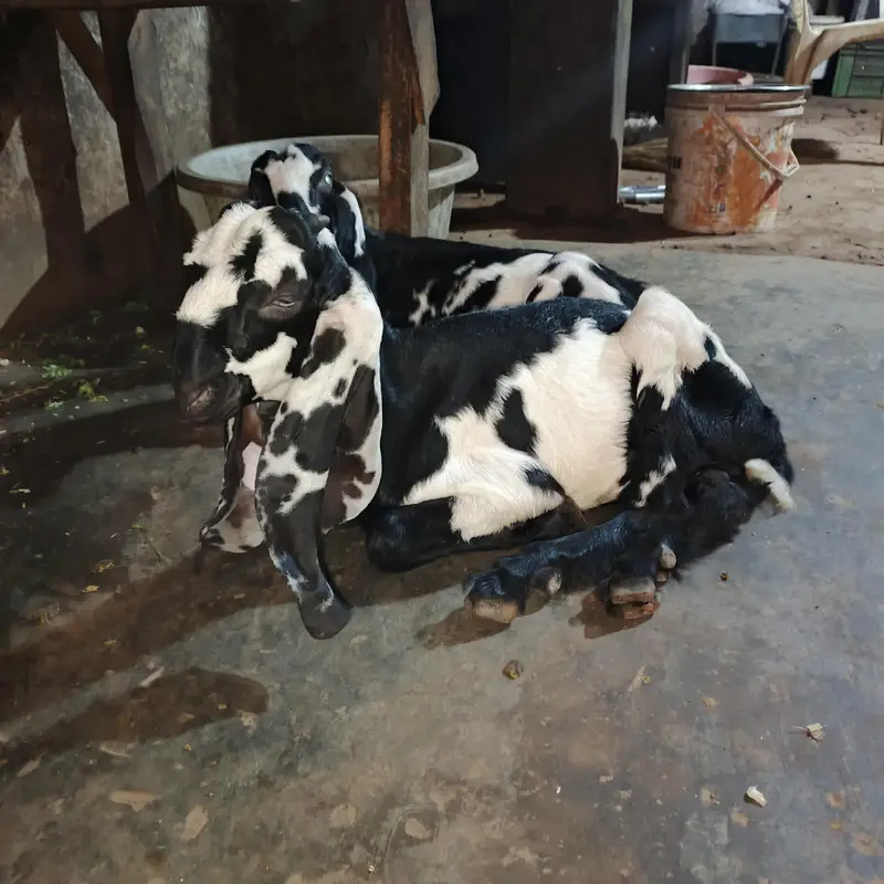 Desi bakri with 2 male — photo 4