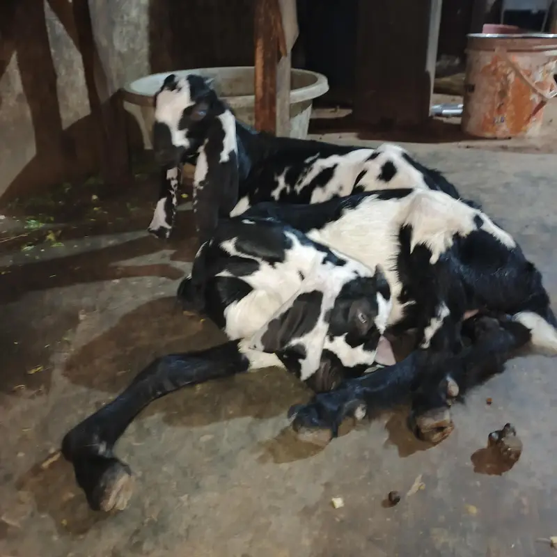 Desi bakri with 2 male — photo 5