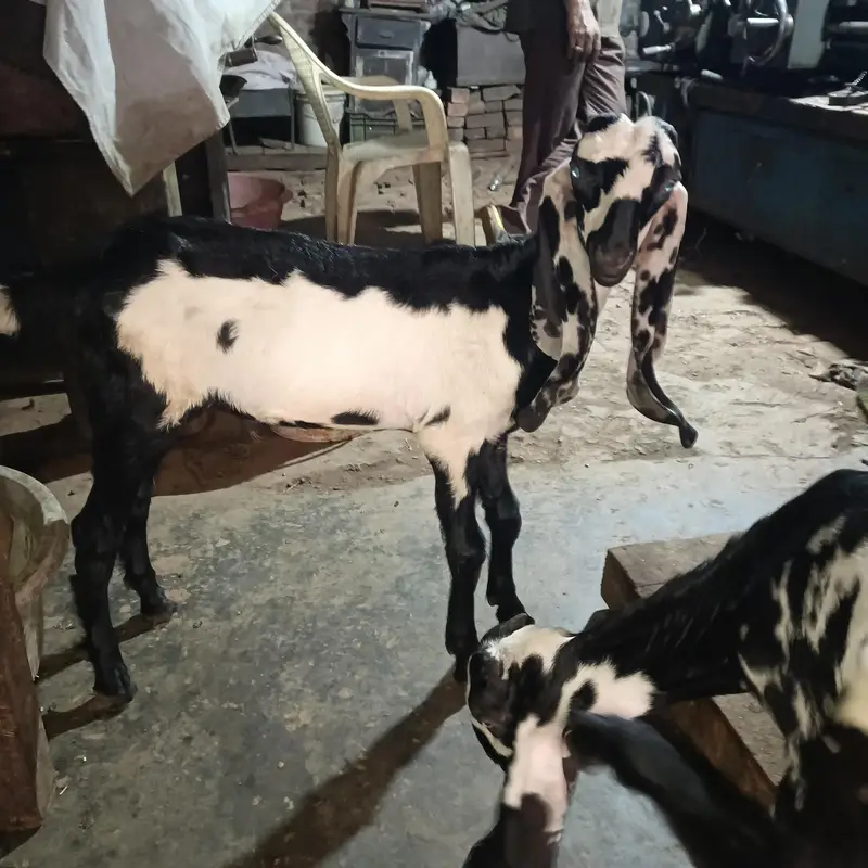 Desi bakri with 2 male — photo 6