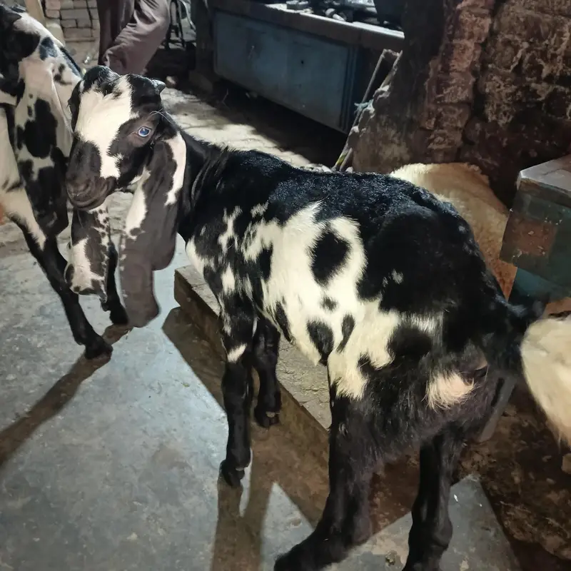 Desi bakri with 2 male — photo 7